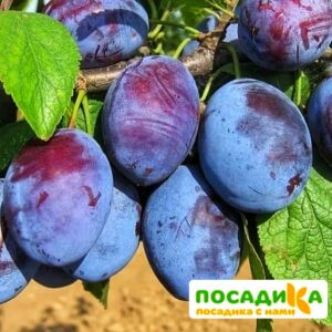 Слива Чачакская ранняя купить по цене от 229.00р. в интернет-магазине «Посадика» с доставкой почтой в в Катайске и по всей России – [изображение №1].