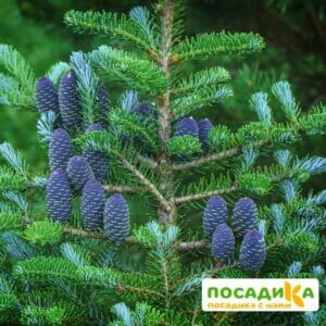 Пихта корейская (Abies koreana) купить по цене от 450.00р. в интернет-магазине «Посадика» с доставкой почтой в в Катайске и по всей России – [изображение №1].