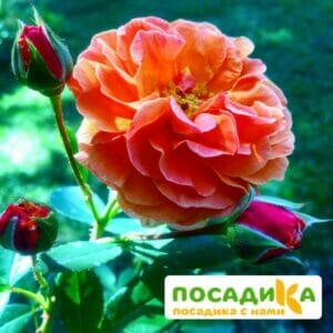 Роза Арабия купить по цене от 350.00р. в интернет-магазине «Посадика» с доставкой почтой в в Катайске и по всей России – [изображение №1].