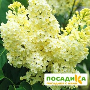 Сирень Примроуз (Primrose) купить по цене от 529.00р. в интернет-магазине «Посадика» с доставкой почтой в в Катайске и по всей России – [изображение №1].