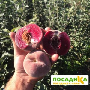 Персики с красной мякотью ЭРИТРОКАРПА купить по цене от 360р. в интернет-магазине «Посадика» с доставкой почтой в в Катайске и по всей России – [изображение №1].