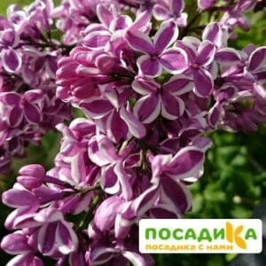 Сирень Сенсация купить по цене от 529.00р. в интернет-магазине «Посадика» с доставкой почтой в в Катайске и по всей России – [изображение №1].