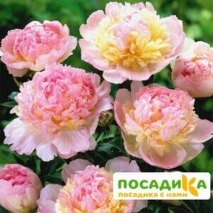 Пион Распберри Сандей (Paeonia Raspberry Sundae) купить по цене от 959р. в интернет-магазине «Посадика» с доставкой почтой в в Катайске и по всей России – [изображение №1].