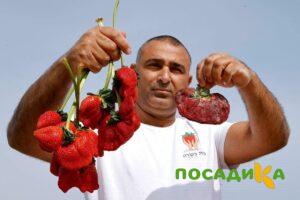 Клубника Гигант Джорнея купить по цене от 266р. в интернет-магазине «Посадика» с доставкой почтой в в Катайске и по всей России – [изображение №1].