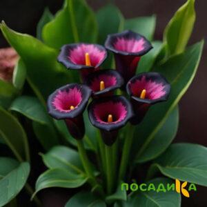 Калла Аура Лейс купить по цене от 400р. в интернет-магазине «Посадика» с доставкой почтой в в Катайске и по всей России – [изображение №1].