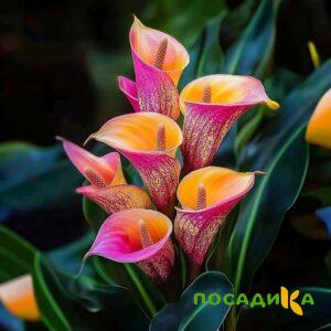 Калла Оникс купить по цене от 450р. в интернет-магазине «Посадика» с доставкой почтой в в Катайске и по всей России – [изображение №1].
