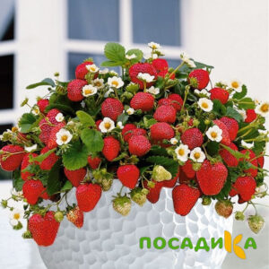 Клубника Рубиновый Шепот (горшечная) купить по цене от 240р. в интернет-магазине «Посадика» с доставкой почтой в в Катайске и по всей России – [изображение №1].