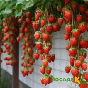 Клубника вьющаяся Комплимент купить по цене от 470р. в интернет-магазине «Посадика» с доставкой почтой в в Катайске и по всей России – [изображение №1].