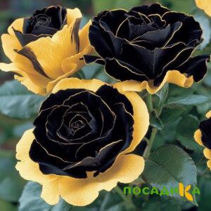 Роза Ханни Сикл купить по цене от 700р. в интернет-магазине «Посадика» с доставкой почтой в в Катайске и по всей России – [изображение №1].