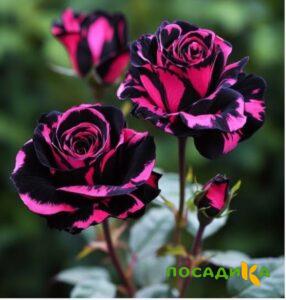 Роза Багровый Шепот купить по цене от 366р. в интернет-магазине «Посадика» с доставкой почтой в в Катайске и по всей России – [изображение №1].