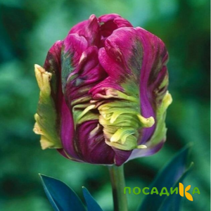 Тюльпан Экзотик Хэвен купить по цене от 186р. в интернет-магазине «Посадика» с доставкой почтой в в Катайске и по всей России – [изображение №1].